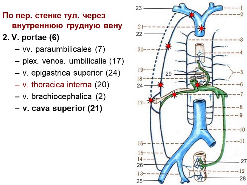 13 По пер. стенке тул. через внутреннюю грудную вену 2. V. portae (6) vv.